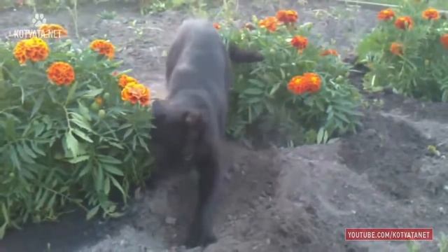 😺 ПРИКОЛЫ С КОШКАМИ И КОТЯТАМИ/FUNNY CATS AND KITTENS HD 2017 #25