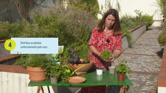 Como Cultivar Plantas Aromáticas em Vaso
