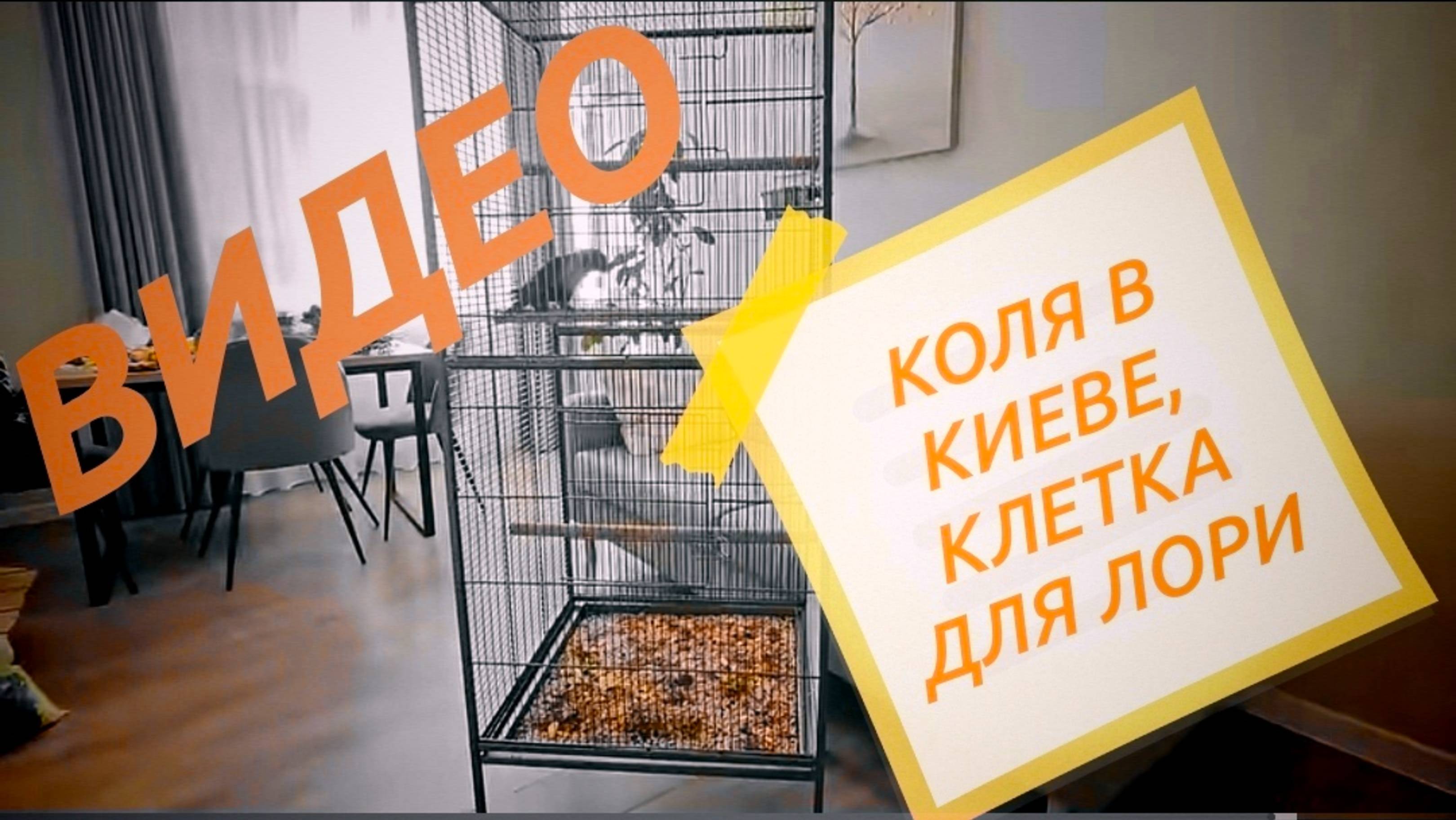САМВЕЛ АДАМЯН, 
ВИДЕО ПО ПРОСЬБАМ ЗРИТЕЛЕЙ, 
НОВАЯ КЛЕТКА ДЛЯ ЛОРИКА
