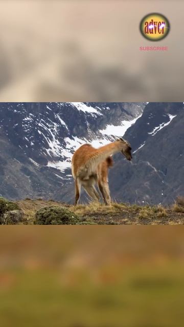 #NATURE WILD [ GUANACO]