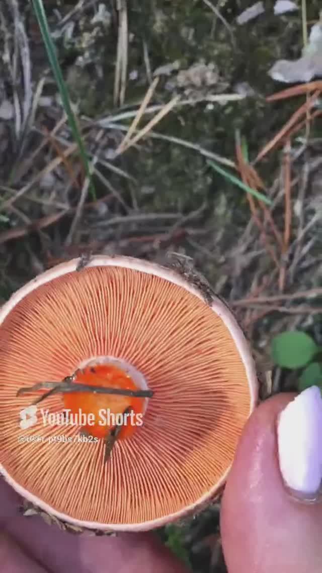 Царский гриб#Royal mushroom #sorts #лес #forest