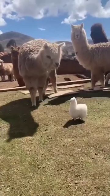 So Cuteee 🥰 This is so small and cute Alpaca baby