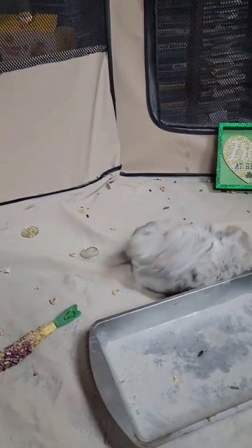 THIS MAKE U 😃😊😀  #satisfying #viralanimals #animals  #shorts  #pets #funny #happy #chinchilla