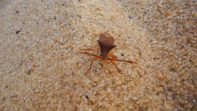 Hemiptera