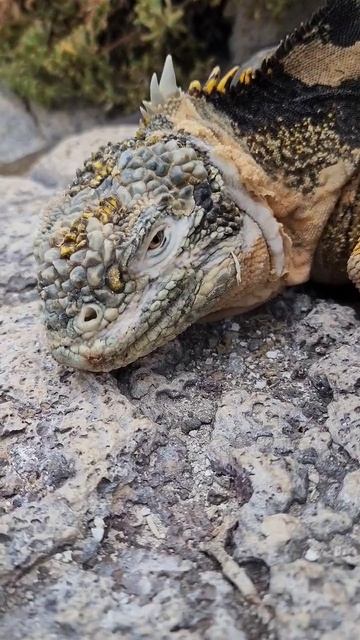 This incredible land iguana at South Plazas island on the Galápagos was posing for us