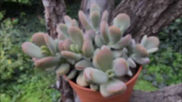 CRECIMIENTO DE MIS SUCULENTAS EN 3 MESES | PARTE 8