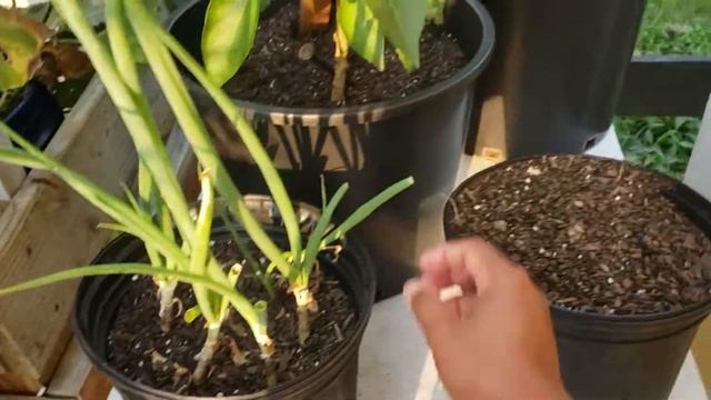 Panen Tomat JUMBO di Kebunku