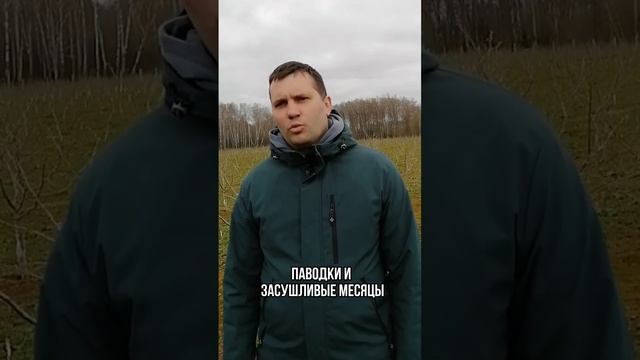 Сорта фундука для холодного климата #бизнес #саженцы #фундук #сад #купить#орех #участок #фермерство