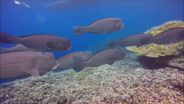 Humphead Parrot Fish