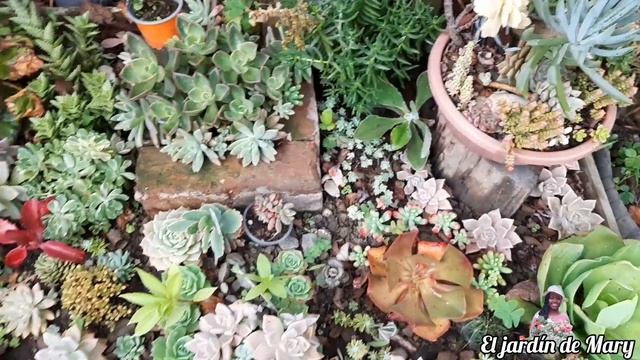 Tour por mis canteros o jardineras🌵♻️🌼🌺 suculentas gigantes y hermosas.