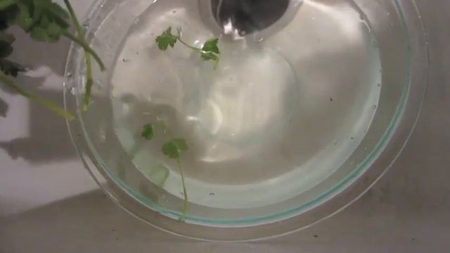 How to Clean & Store Cilantro