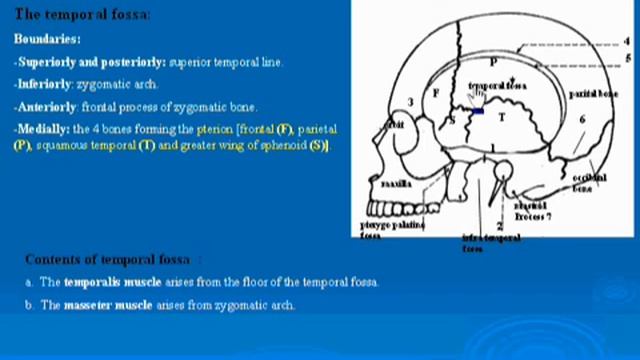 6 Temporal fossa د   احمد مصطفى كمال
