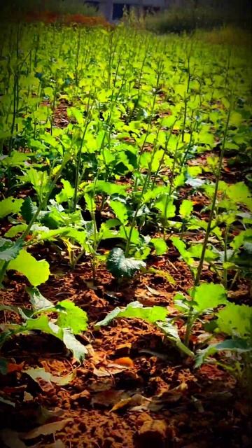 #brassica #nigra#shorts