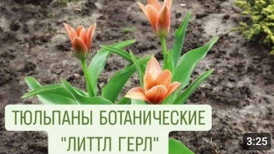 ПЕРВЫМИ ЗАЦВЕЛИ БОТАНИЧЕСКИЕ ТЮЛЬПАНЫ "ЛИТТЛ ГЕРЛ". 2.04.2024г. БЕЛАРУСЬ, ГОМЕЛЬСКАЯ ОБЛАСТЬ