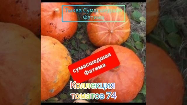 ТЫКВА СУМАСШЕДШАЯ ФАТИМА- 16 плодов с 1 куста