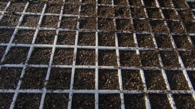 Starting tomato seeds