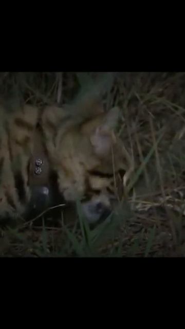 felis nigripes kucing liar yang pandai berburu #faktaunik #faktahewan #faktadunia