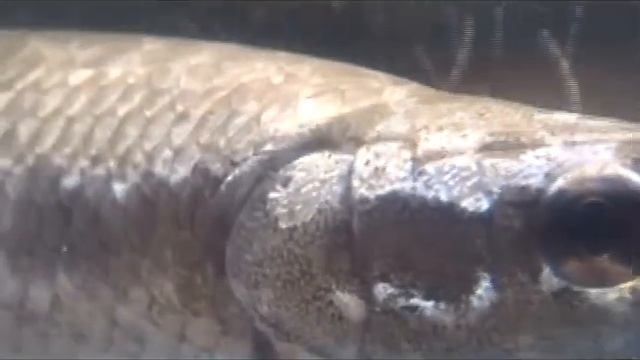 熱帯魚図鑑55　貴重映像；どや顔のスポテッドガー （Lepisosteus oculatus）　花園教会水族館