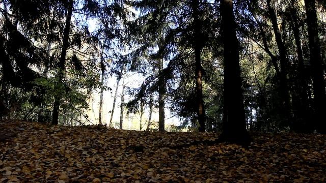 08 10 2014 Automn Vnukovo forest ride