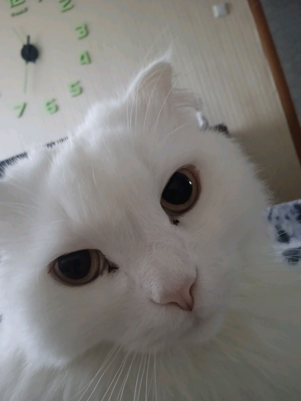 Волк