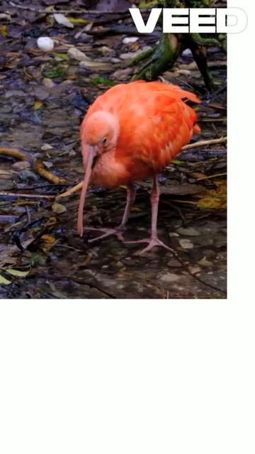 The Stunning Plumage of Ibises Revealed!