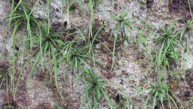 Pinguicula robertiana