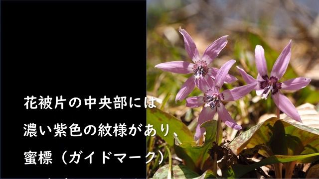 只見町ブナセンター ネット企画展「只見の春植物とその生活史」第2回目　＃2
