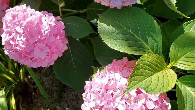 My Hydrangea Summer 2022