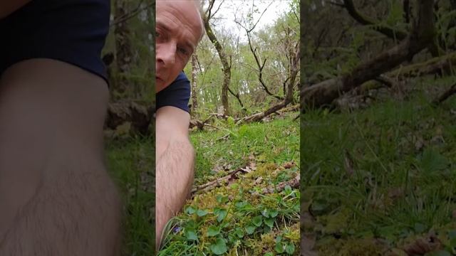 Can you eat Violets? (viola) #foraging #herbs #permaculture #gardening #woodland #explore #nature
