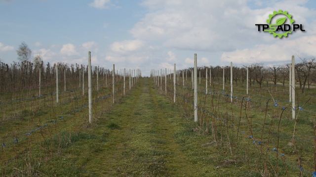 Wiosenne zabiegi przeciw zamieraniu pędów malin. Krótko i na temat