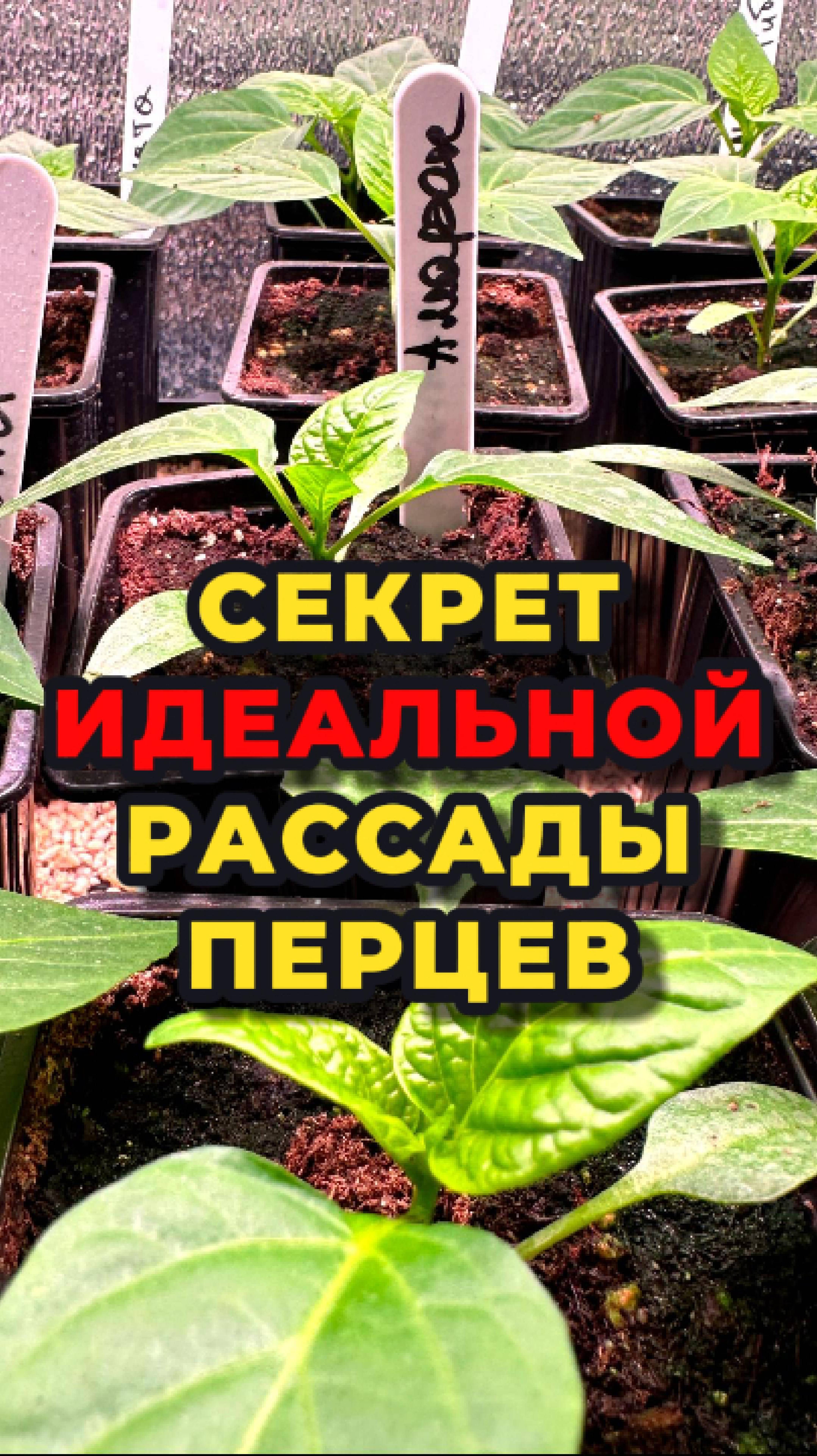 Рассада и урожай перцев всем на загляденье! Делюсь секретами выращивания