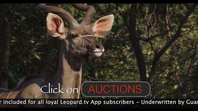 Leopard.tv Wildlife Magazine - Wildlife Auctions (TV advert 30 sec)