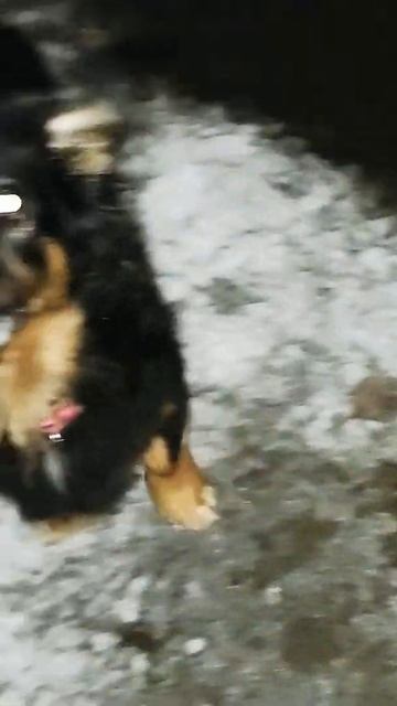 Baby barks loudly Малыш громко лает