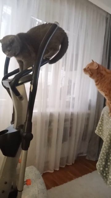 УДИВИТЕЛЬНЫЕ ЖИВОТНЫЕ !!! #shorts#funny#shortvideo#short#cat#кот#смешныевидео#смешныекоты