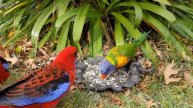 Crimson Rosellas & Rainbow Lorikeet | 4K | Bird Watching