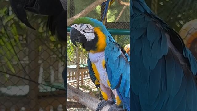 A Macaw at the Shell factory in North Fort Myers￼ #short #explore #shortvideo #shorts