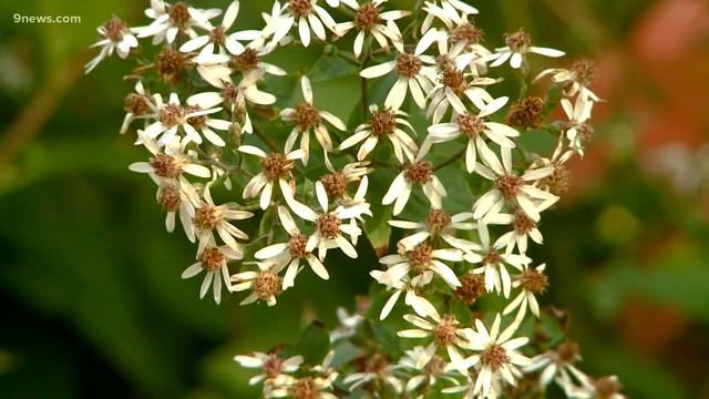 Proctor's Garden: Be good to our bees