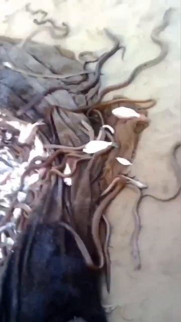 In Fishing Net Snakes found while fishing net cast in water 🐍 🐊 🐟 🐠 🎣 🐡 🍥