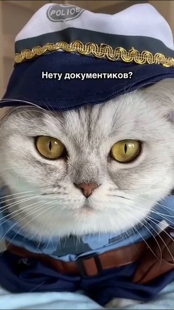 Смешные коты Видео Кукутики