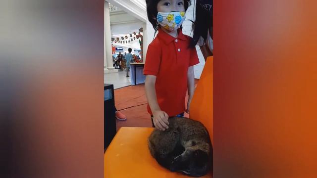 MUSANG PANDAN MUSANG BULAN MUSANG AKAR dokumentasi video dan foto #musangpandan #musangakar #musang