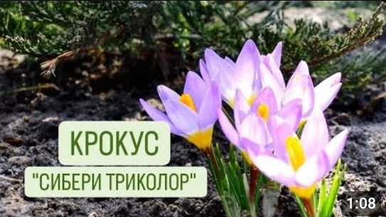 КРОКУС "СИБЕРИ ТРИКОЛОР". 21.03.2024г. БЕЛАРУСЬ, ГОМЕЛЬСКАЯ ОБЛАСТЬ