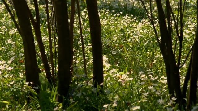 Eine Frühlingsgartenreise mit Dr. Christian Berg