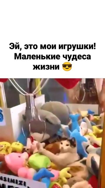 Эй, это мои игрушки! 🤗 Маленькие чудеса в нашей жизни