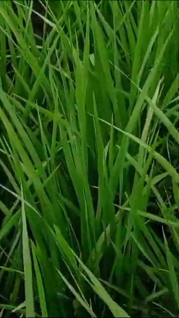 Top variety of 1509 paddy seeds! Variety details |Basmati paddy seeds price#Hitai-09