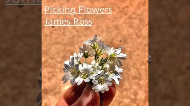 Tulip - James Ross
