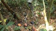 Camera setup for Rafflesia timelapse, Malaysia. 20210219_135432.uhd
