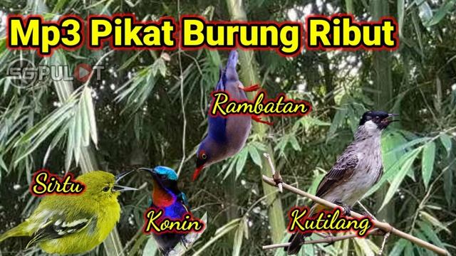 L!BAS Abis Dengan MP3 Ini‼️ Burung Kecil,sirtu,rambatan,Kolibri,kutilang