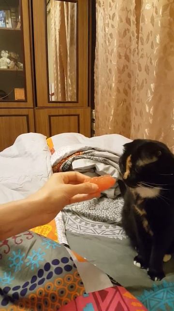 Кошка не ест все подряд .морщится.