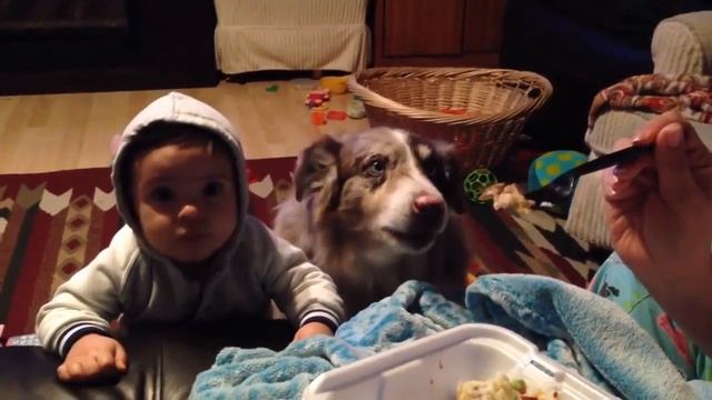 Собака научилась говорить ради того чтоб ей дали еды! Когда очень хочется кушать