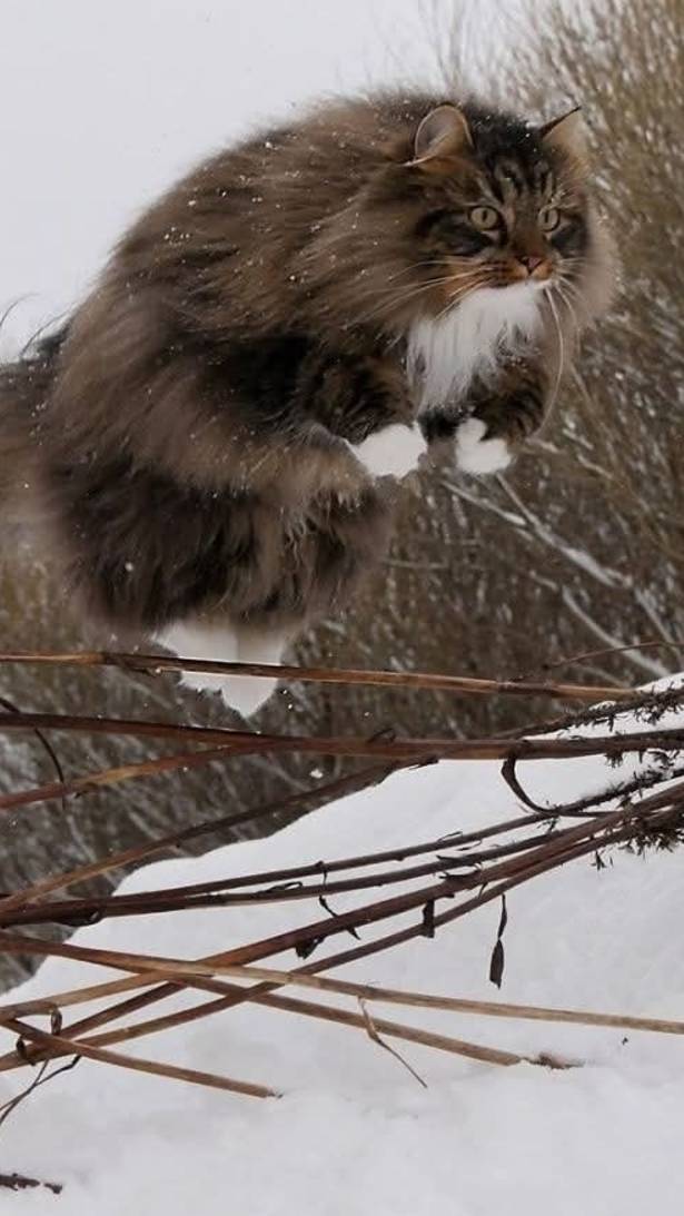 коты морально давят собакенов